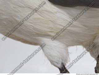 animal skin feathers seagull 0009